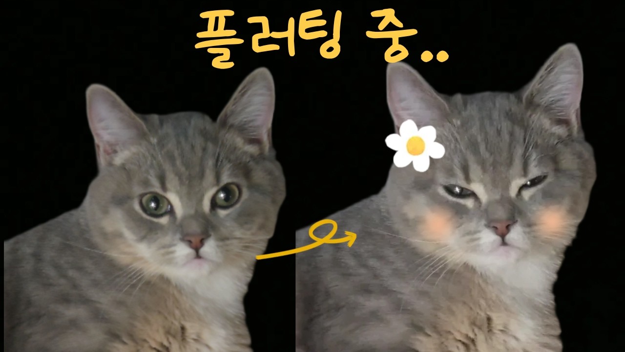 플러팅하는 코코 | 고양이 눈뽀뽀