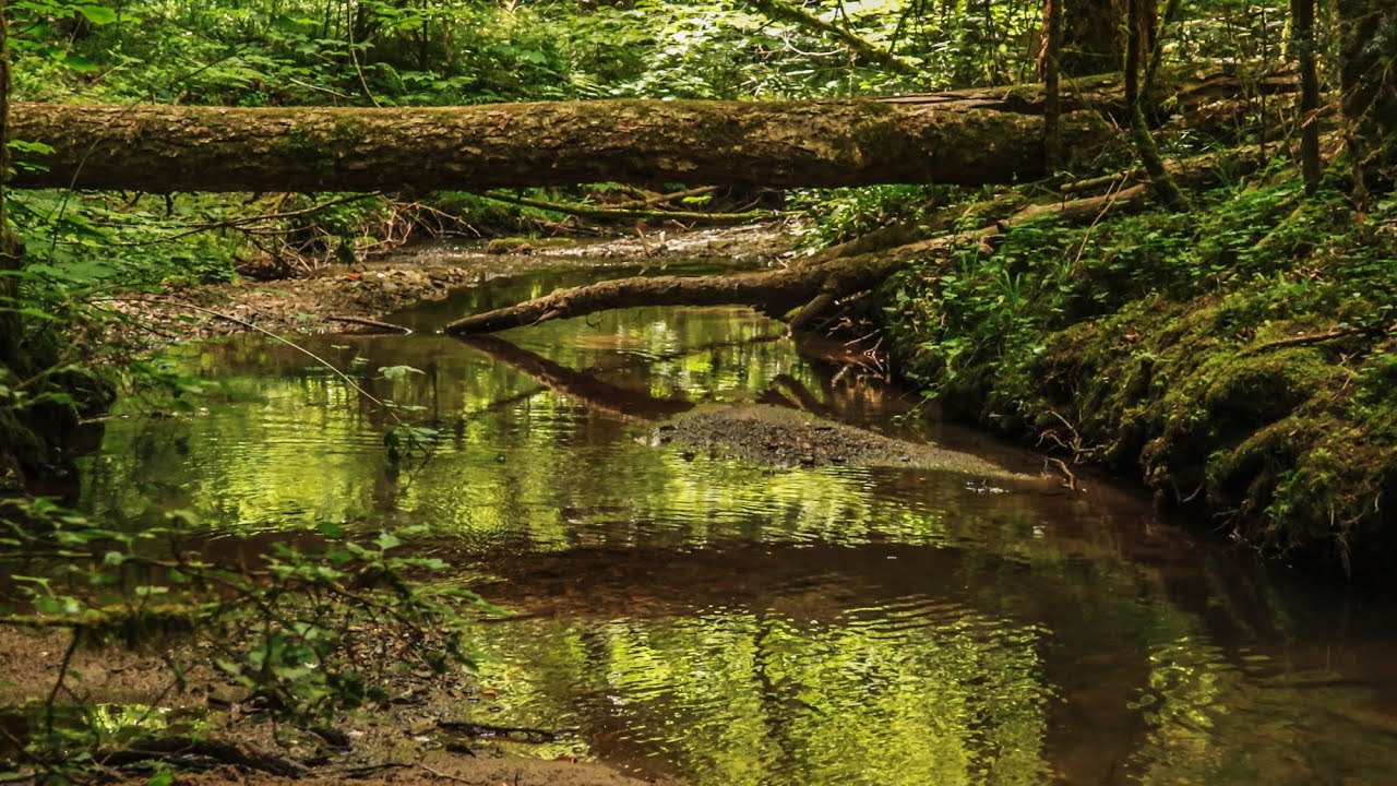 Schwäbischer Wald