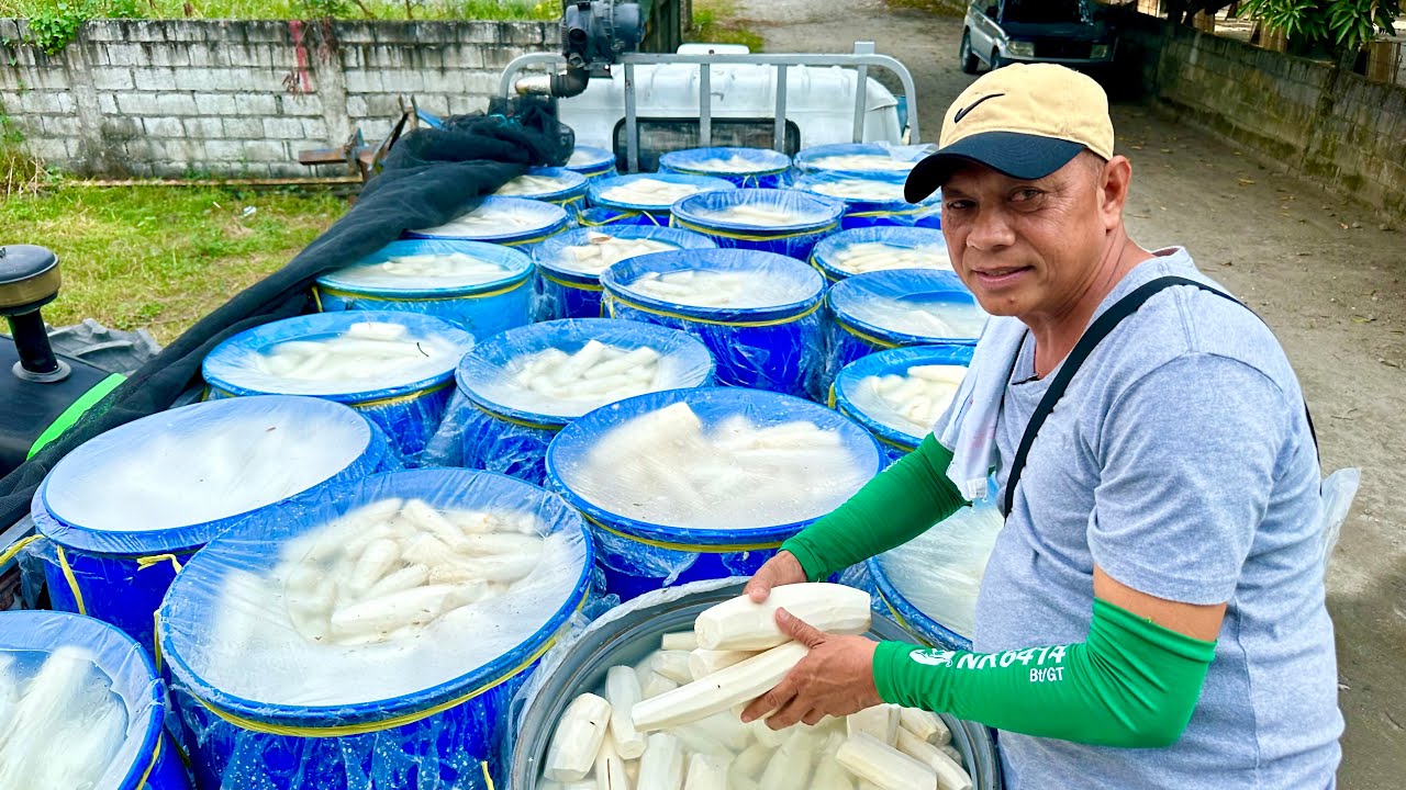 Dating Tractor Operator, Hindi Inakalang Gaganda ang Buhay sa Peeled Cassava Export!