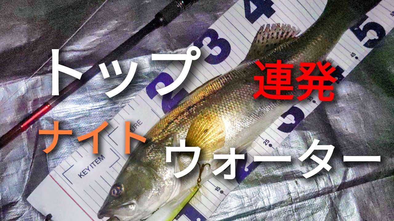 トップウォーターは釣れる
