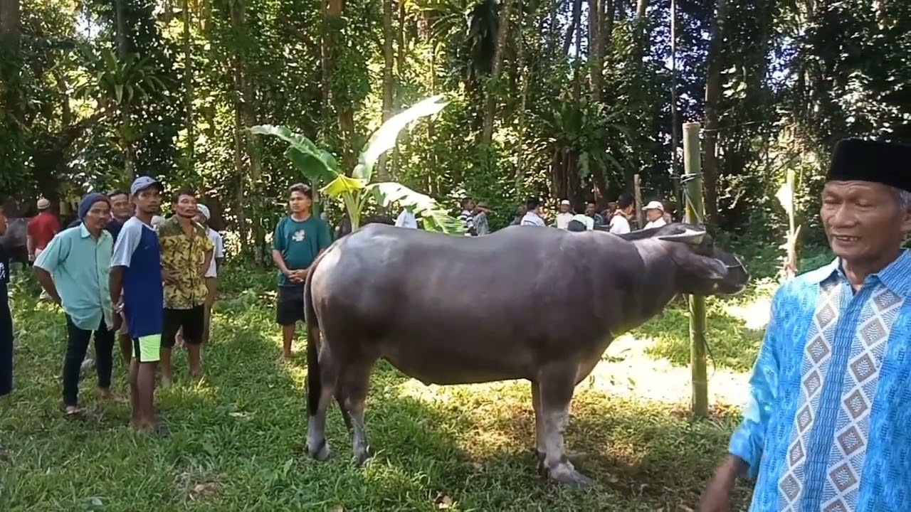 Kontes kerbau termahal di sumatra barat ( sumbar)