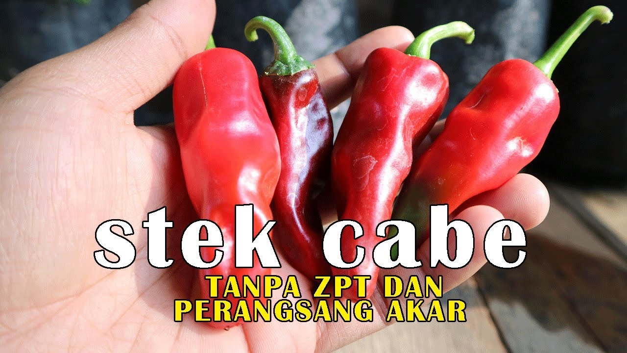 cara stek cabe tanpa perangsang akar dan zpt ternyata mudah
