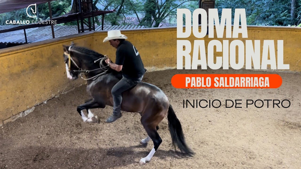 Así se doma un potro 🐎- Primer día de doma racional en un potro