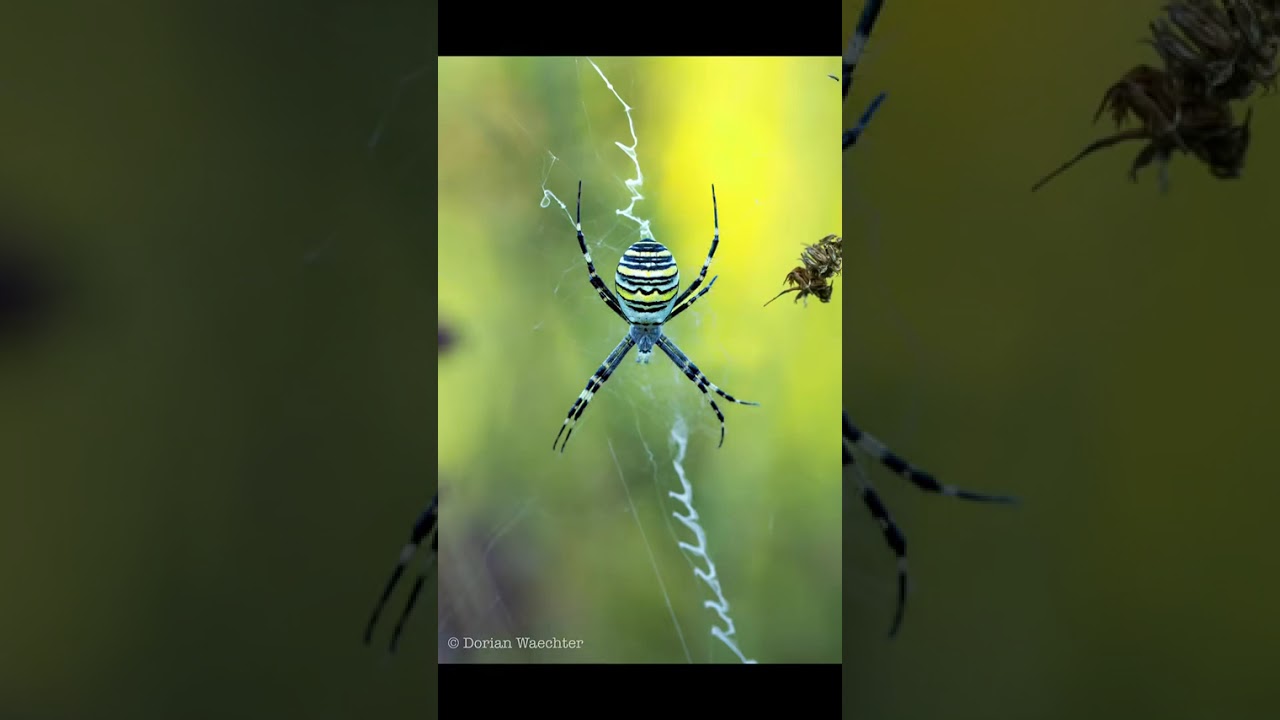 Wespenspinne (argiope bruenichi)