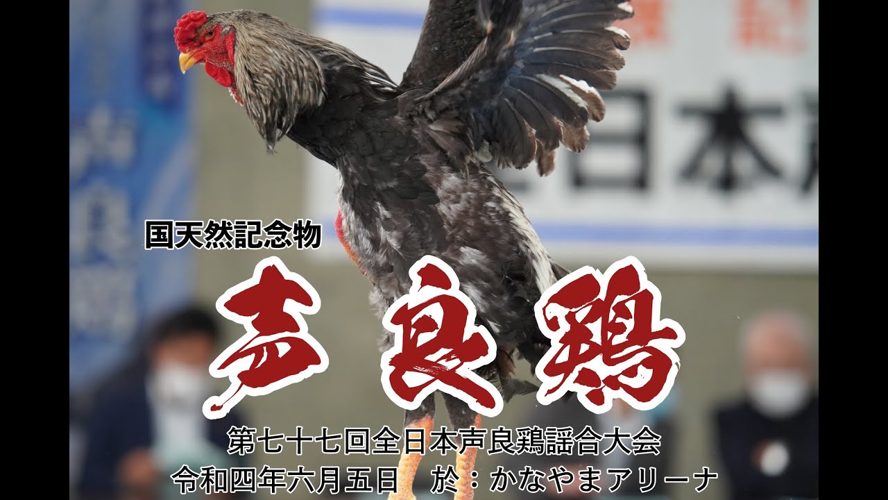 鹿角市の文化財『声良鶏』第77回声良鶏謡合大会 A cultural asset of Kazuno City. Natural Monument 