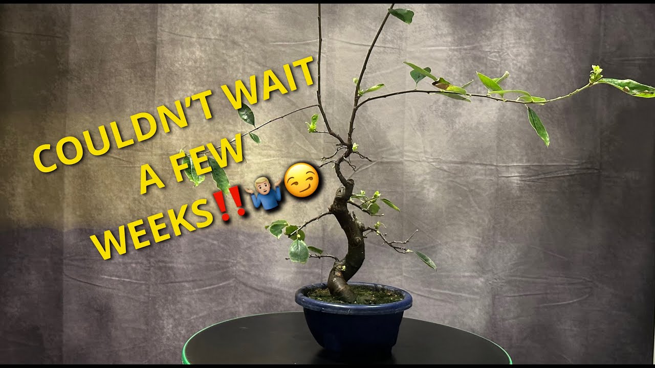 CHINESE QUINCE BONSAI REPOT