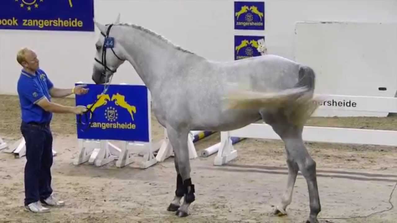 Cancellara from second Life Z (Cumano x Charmant X ) approved stallion Studbook Zangersheide.