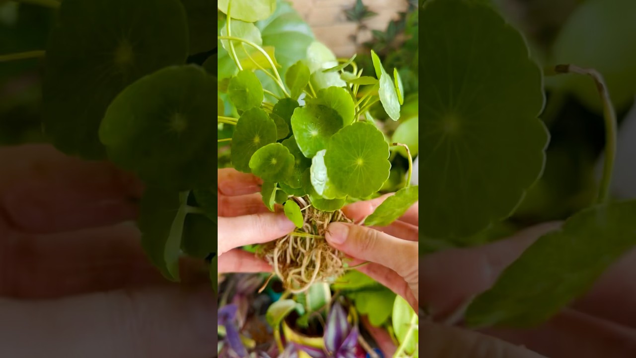 Chinese Money Plant Hack 😍|| 