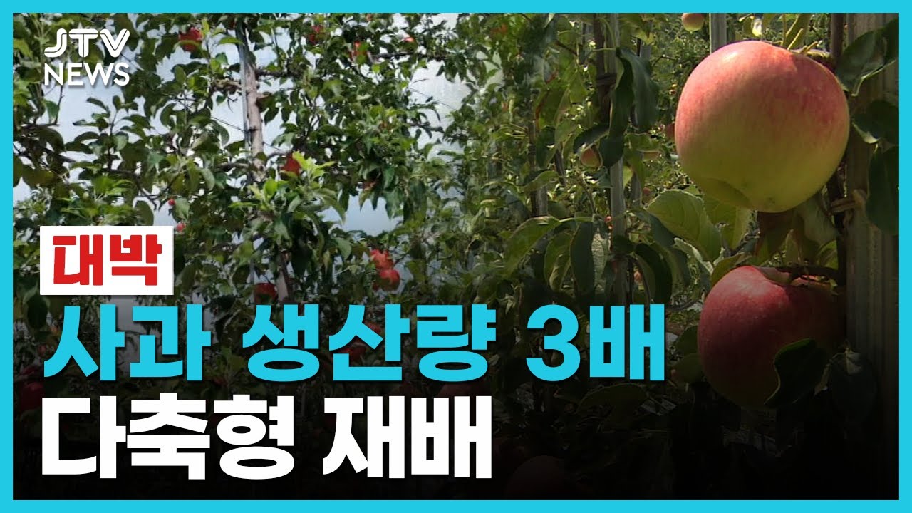 [🔴 wow] '사과 생산량 3배' 재배기술 개발
