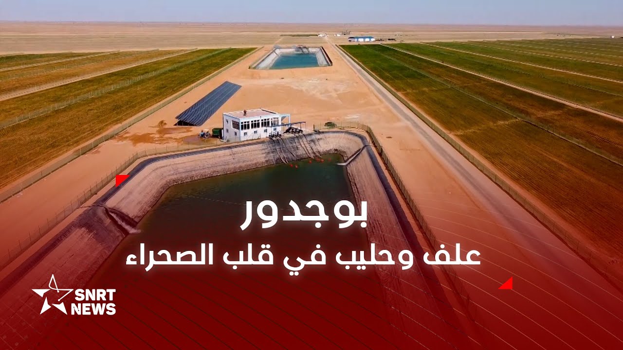 بوجدور .. علف وحليب في قلب الصحراء