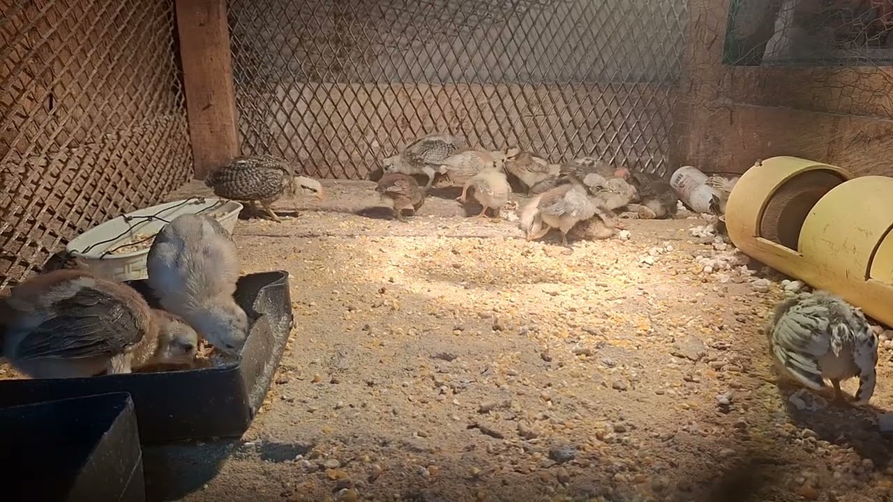 Sound Chicks 😙🐤
