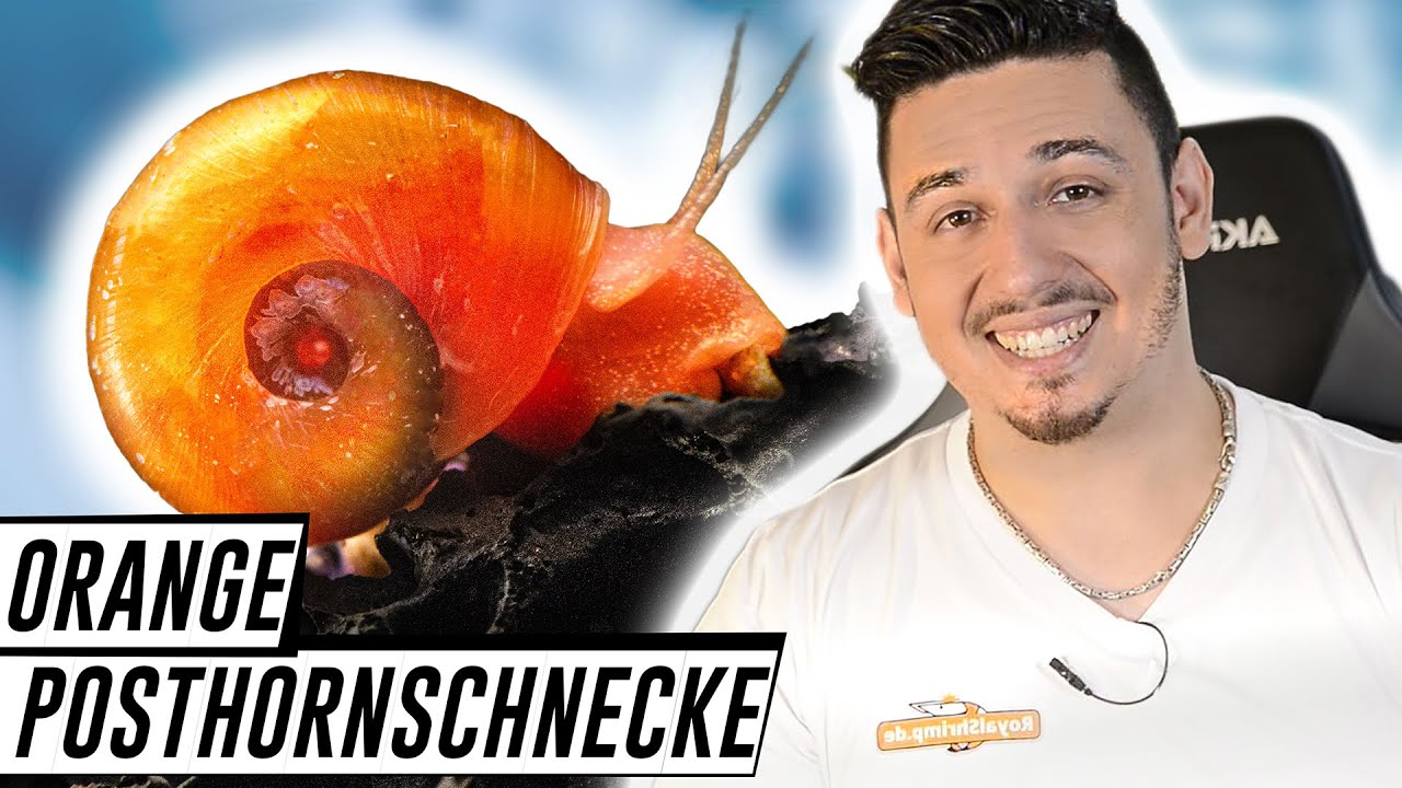 Posthornschnecken - die BESTE Gesellschaft f&uuml;r Garnelen
