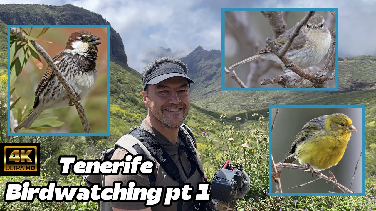 Tenerife Birdwatching Part 1. April 2025. Spanish Sparrow, Canary Chiffchaff, Atlantic Canary.