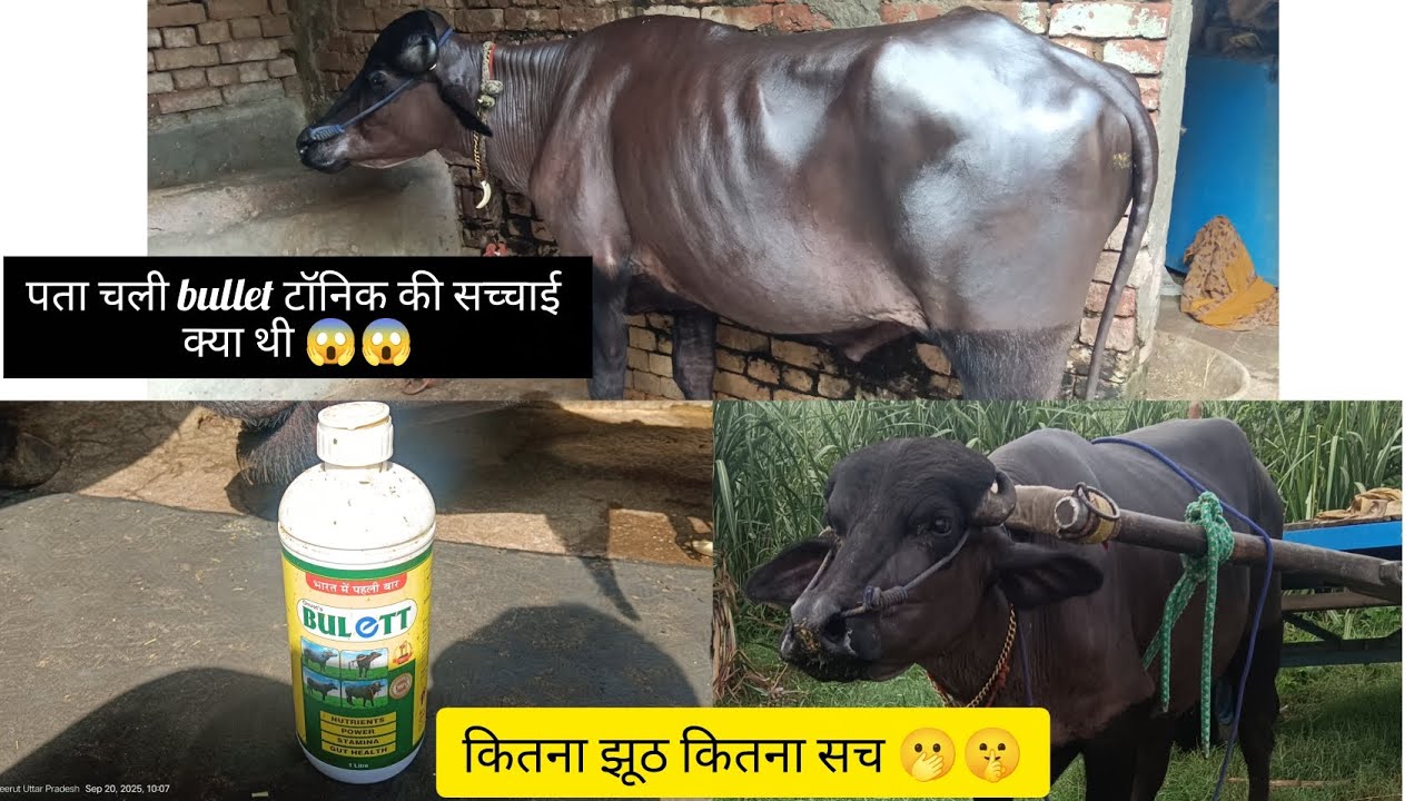 Bullet टॉनिक क्या है और इसकी सच्चाई #jhotaracenew #murrahbuffaloupdatetoday