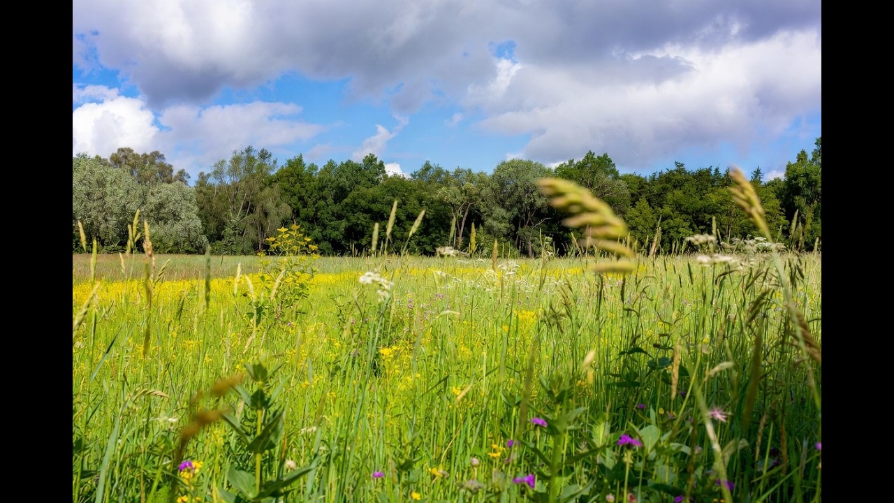 Summer Meadow Ambience