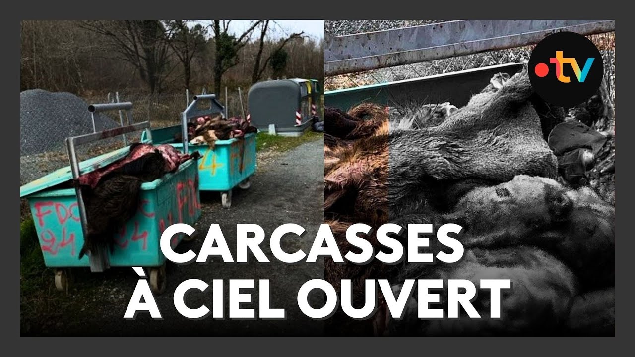 Chasse : quelles sont les r&egrave;gles concernant les d&eacute;chets de gibier ?