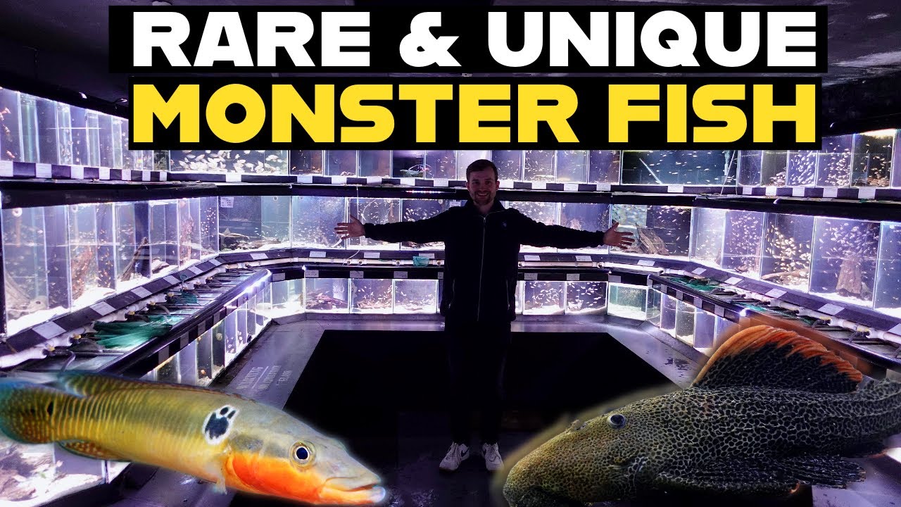 PIER AQUATICS | FULL TROPICAL FISH HOUSE TOUR