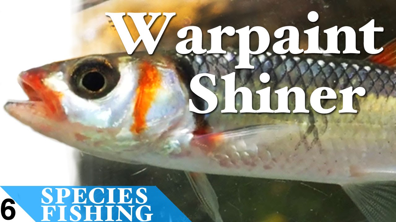 Warpaint Shiner #6 Micro Fishing the Smoky Mountains - Species Fishing
