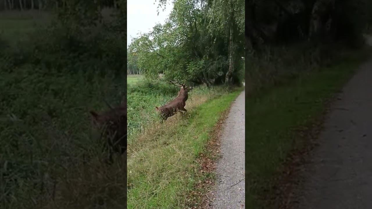 bronstijd natuurpark Lelystad.