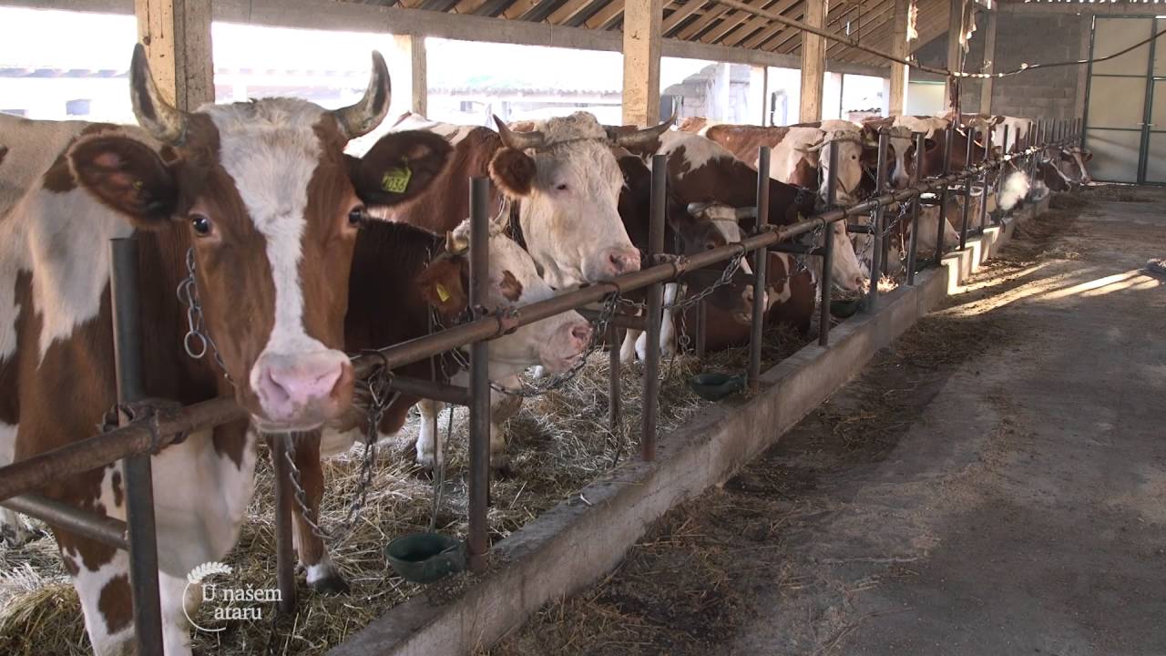 Farma krava i proizvodnja mleka u selu Maovi - U nasem ataru 632