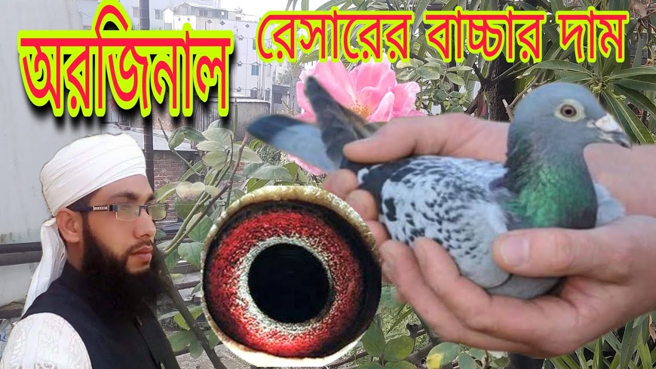 অরিজিনাল রেসার কবুতরের বাচ্চার দাম।রেসার কবুতরের দাম।The price the original racer pigeon baby.