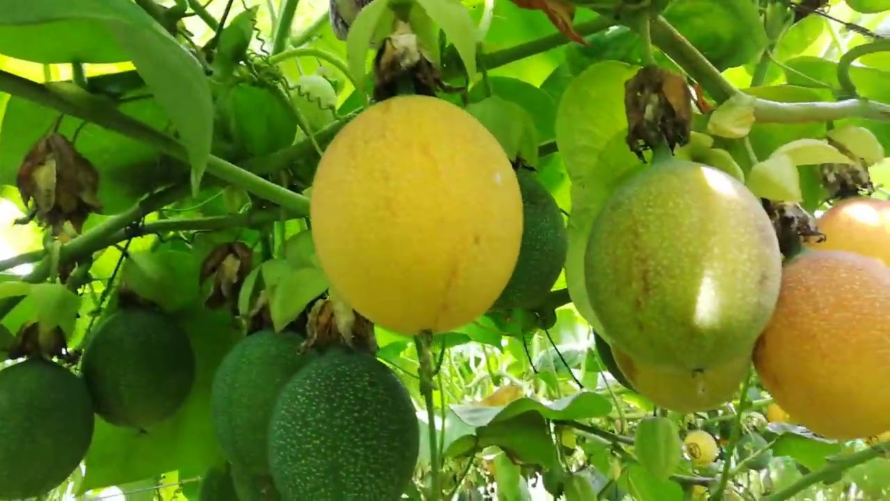 Cultivo de Granadilla!!