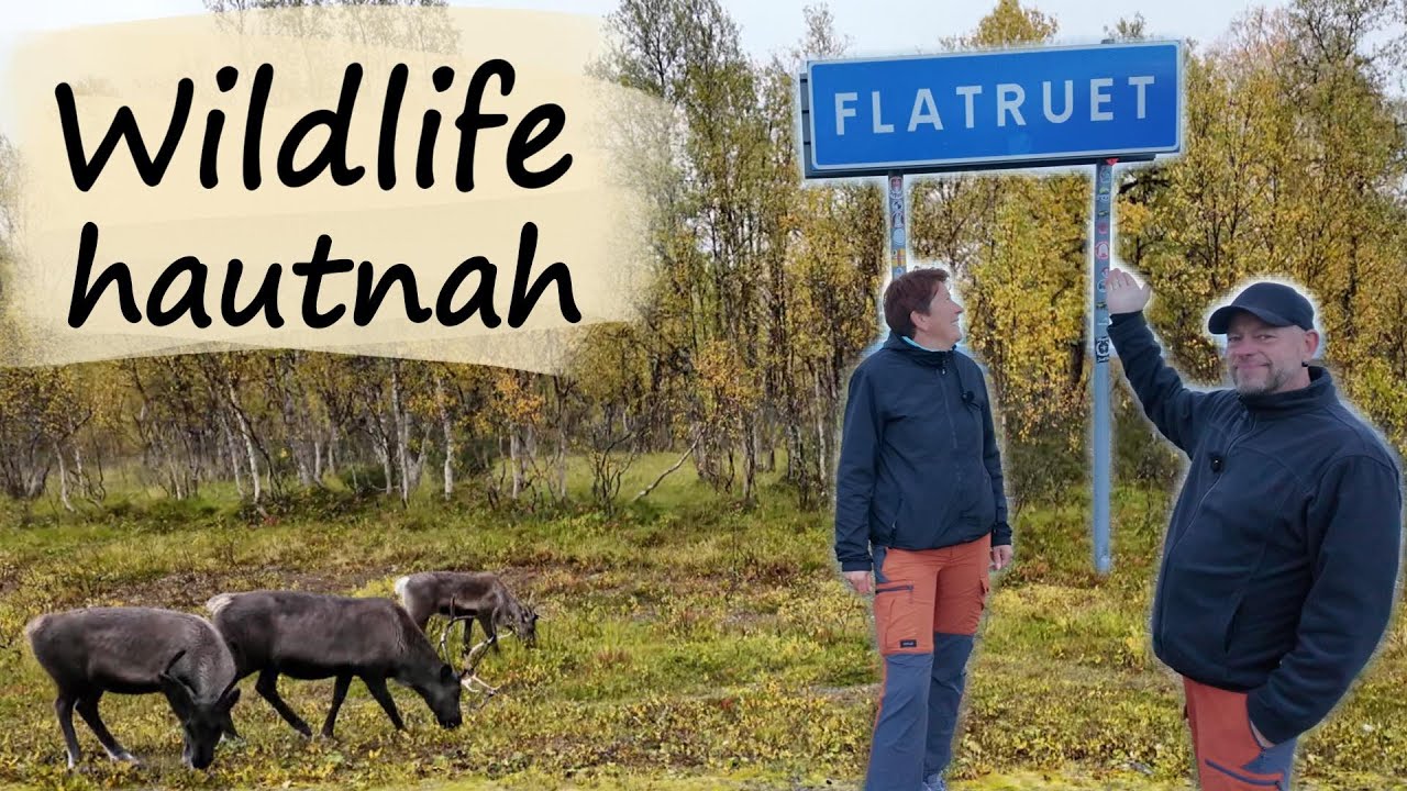 Wildniss hautnah ! Flatruetvägen Schweden ! Camping