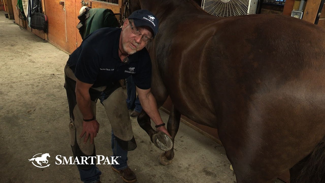 The Safe and Smart Way to Pick Up Your Horse's Front Feet