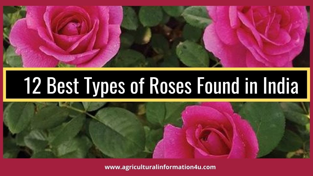 12 Best  Rose Varieties Found in India |  Types of Rose plants in India - Agriculture and Technology