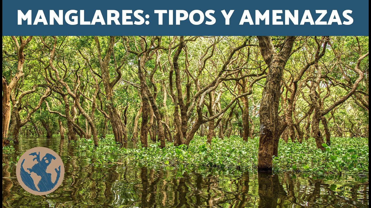 ¿Qué SON los MANGLARES? 🌊 (Qué es, Flora y Fauna, Tipos y Amenazas)