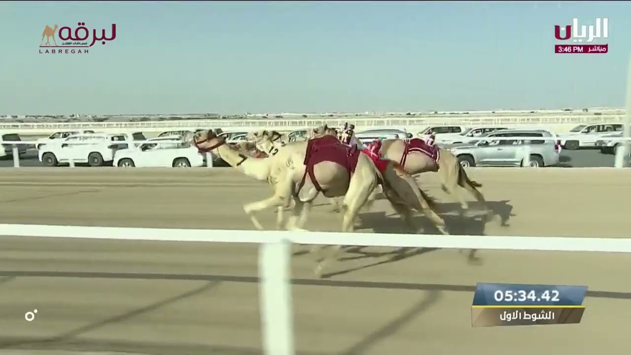 ش1 لبصير لـ هجن الشحانية - مهرجان سمو الأمير المفدى 16-3-2023م الخنجر الذهبي زمول عمانيات 
