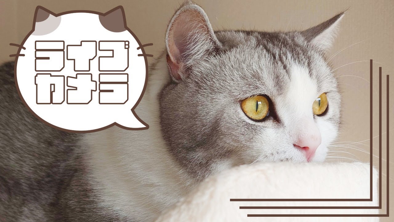テオ猫の気まぐれライブカメラ配信