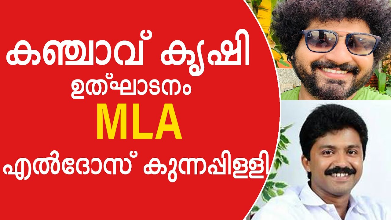 കഞ്ചാവ്‌ കൃഷി ഉത്ഘാടനം M L A എൽദോസ്‌ കുന്നപ്പിള്ളി ഗുലുമാലിൽ കുടുങ്ങി  | gulumalonline | Gulumal