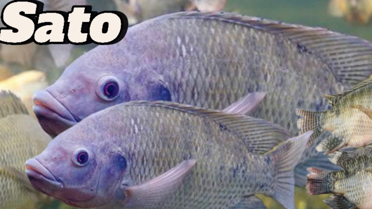 Ufugaji wa Samaki aina ya Sato hybrid na Faida zake kemkemu Pt 1|