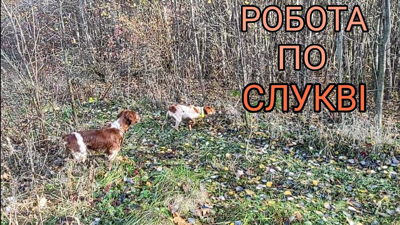 Робота Епаньол Бретон по Слукві (вальдшнеп). Training a Epagneul breton on a woodcock.