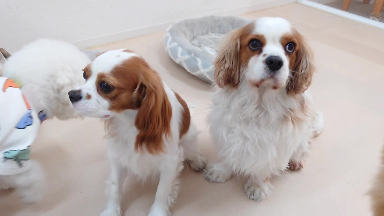 ひさしぶりのダブキャバ　🐶ひみつきちなう！①🐶  2026年2月12日