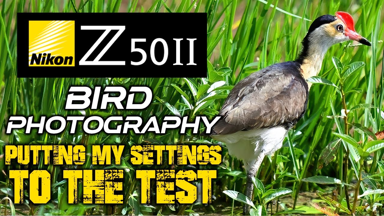 Nikon Z50II Bird Photography | Putting My SETTINGS To The TEST!