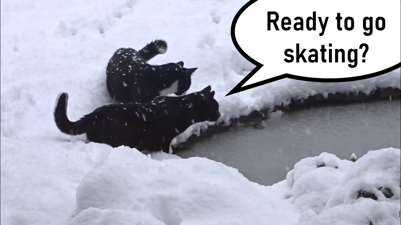 Cat compilation: Two boys having fun in the snow and on the ice