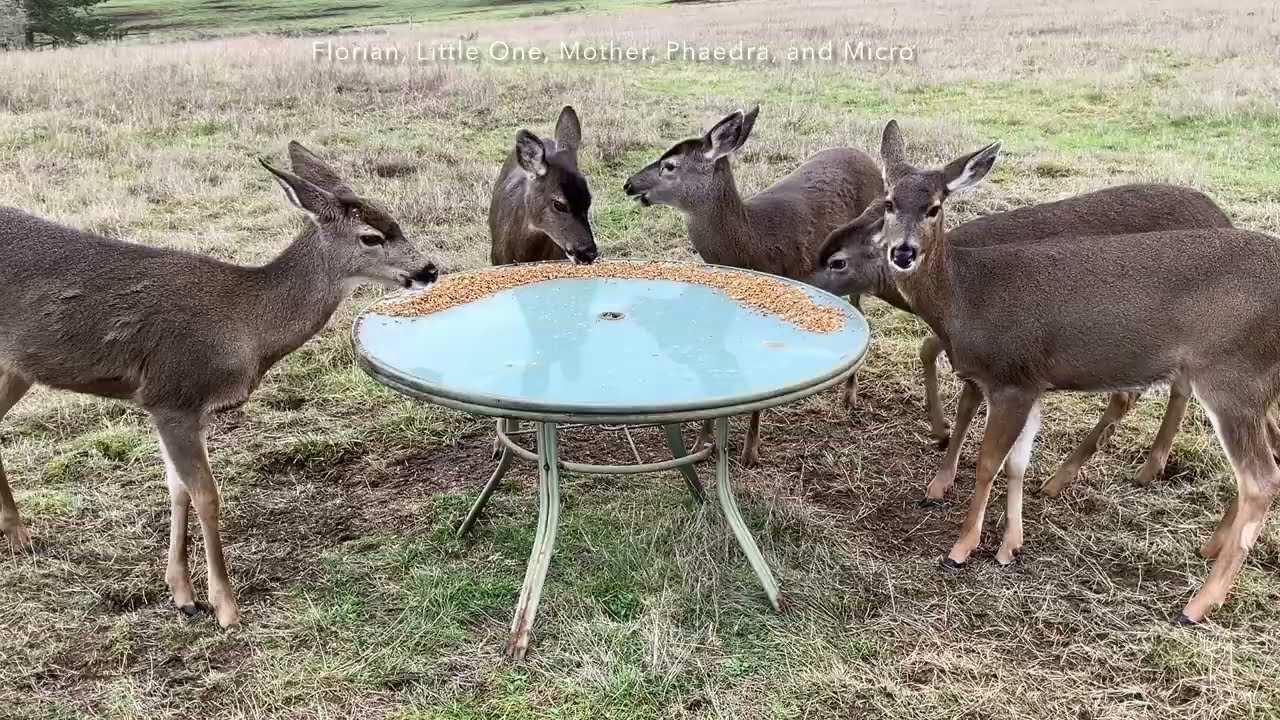 Deer Family ✨🦌🌿 Our Family
