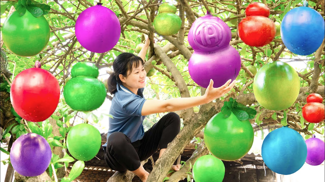 Harvest Truong Sinh Fruit (Eternal Fruit) Go to sell & Cook sticky rice from Truong Sinh fruit shell