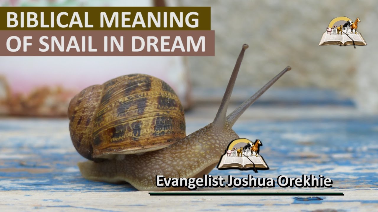 Biblical Meaning of SNAIL in Dream - Fact About Snails Dream Interpretation