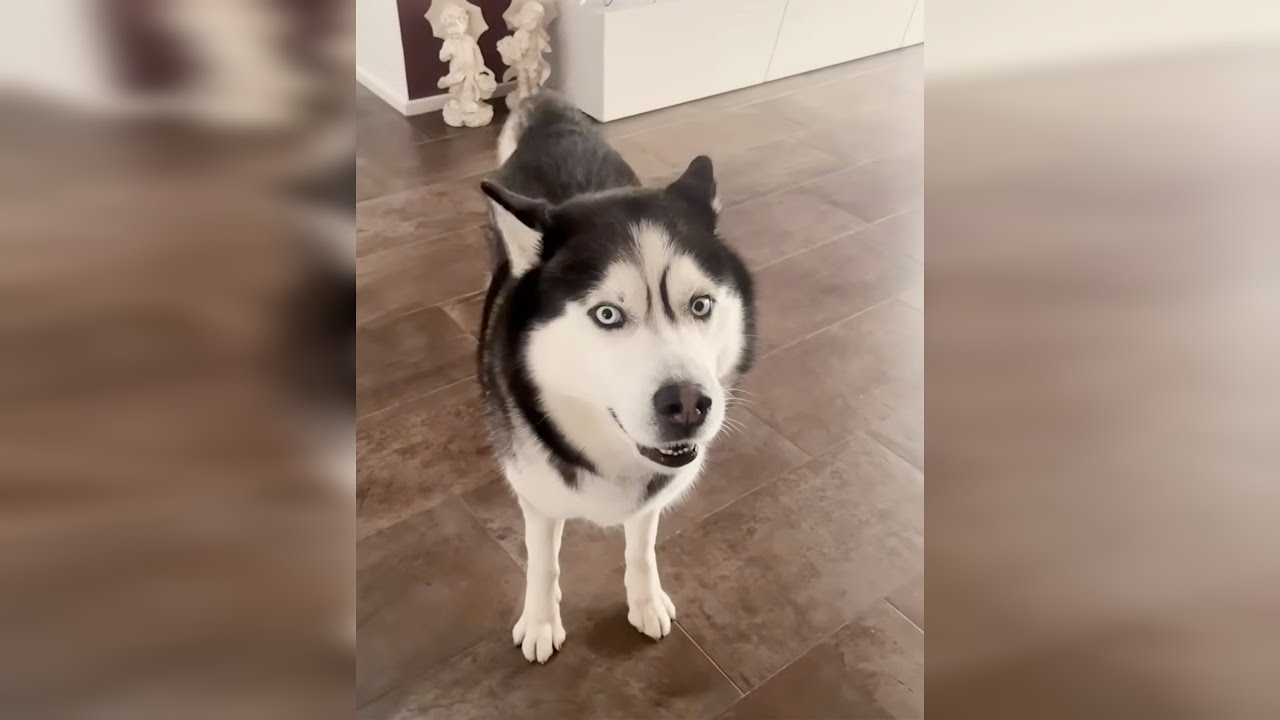 Funny Animals Cats&Dogs Part 18 🐈🐩#cat #dog #funny #video #kitten #puppy #animals