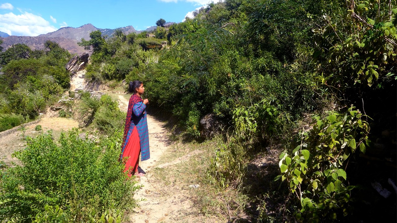 dharme brother's first daughter is collecting grass for cows || she came to help her parents ||