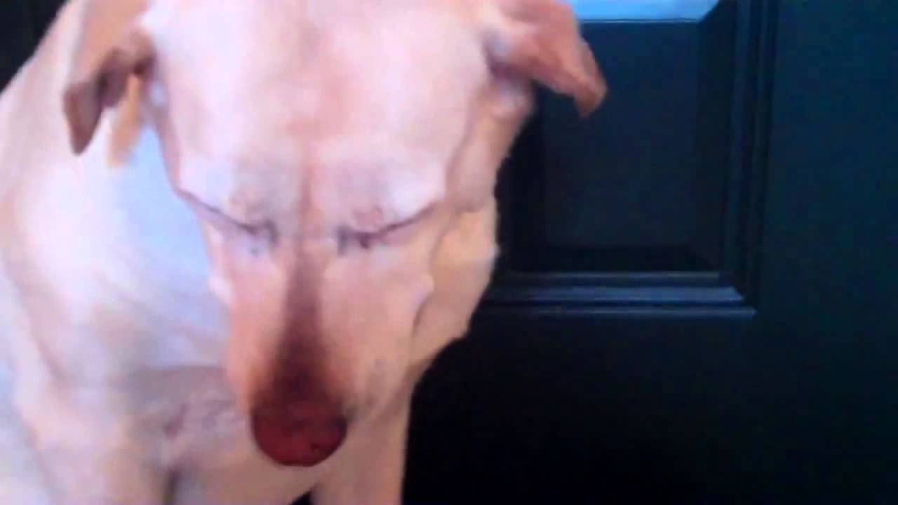 Denver Official Guilty Dog Video ww