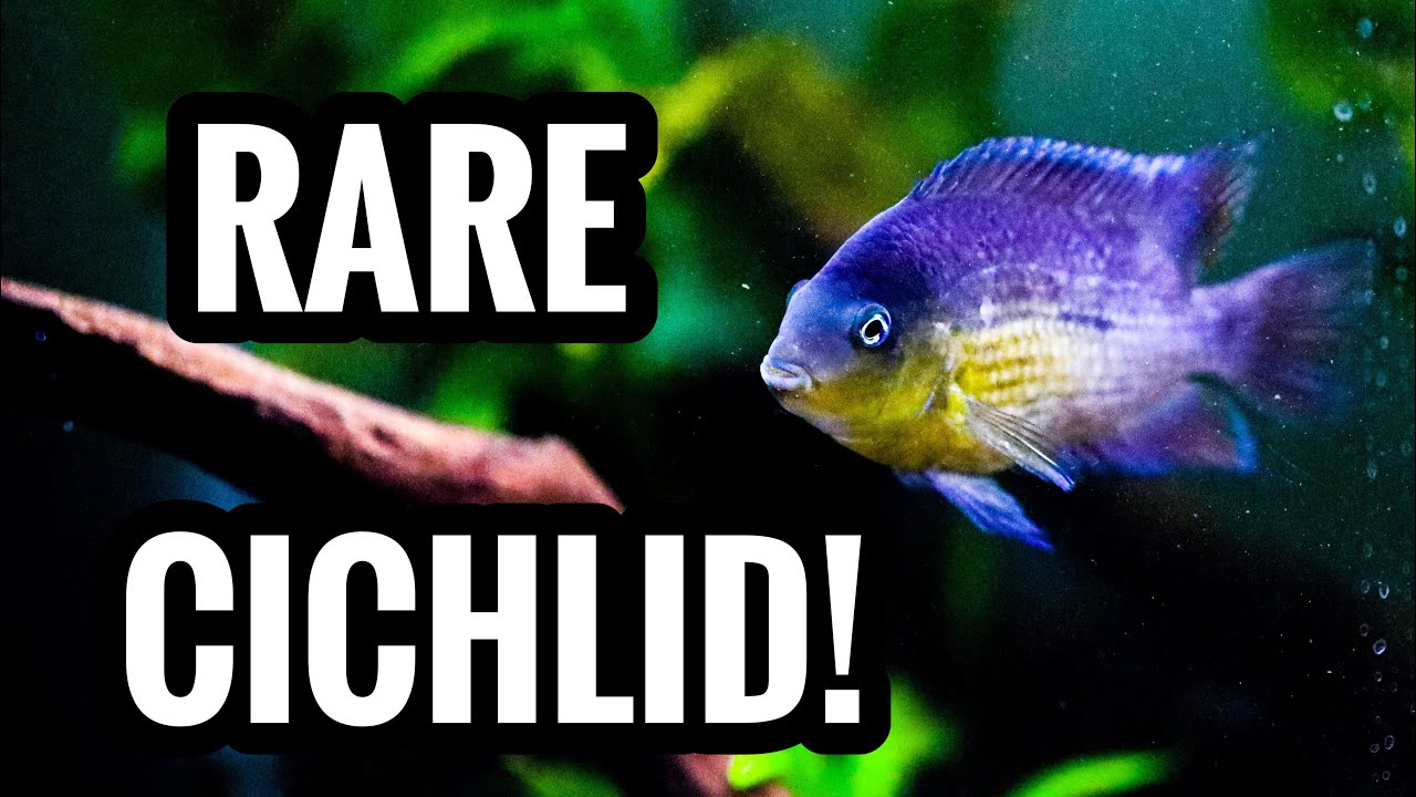My RARE CICHLIDS I have Never Shown You!