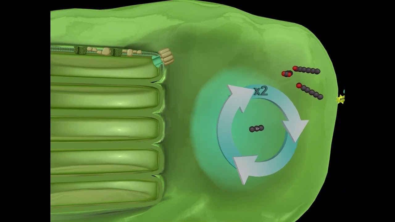 Photosynthesis in 2 minutes | Thylakoid and Stroma | 3d Animation | Biology | NEET