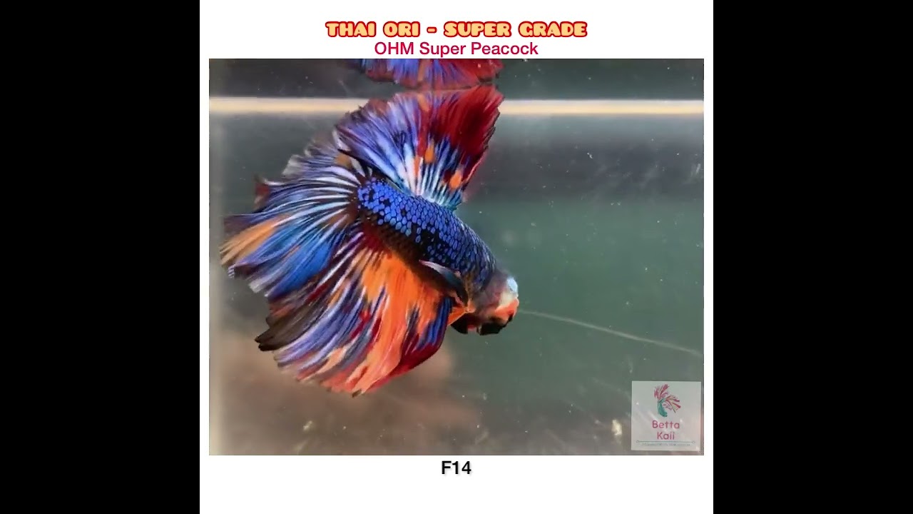 OHM Super Peacock - Visit Our Instagram @betta.kaii #bettakaiicollection #rarebetta #bettafish