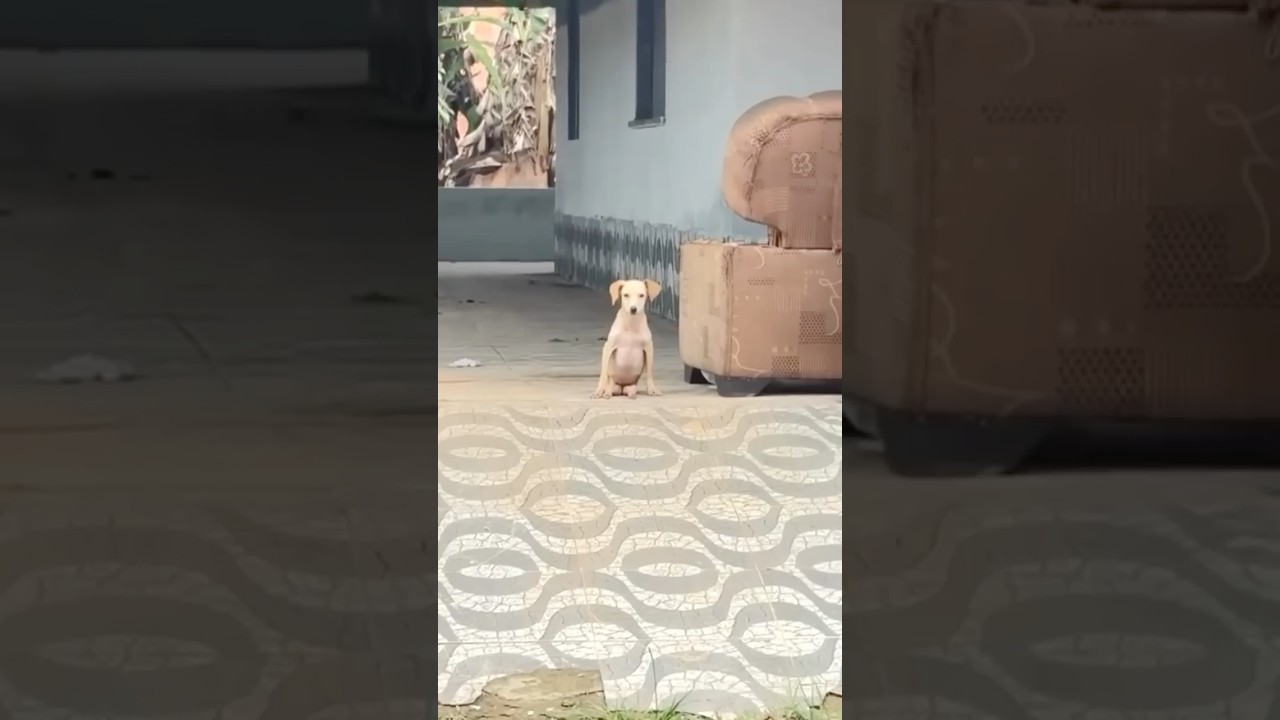 Forgotten Puppy Left in an Empty House Found Dragging Herself and Fighting to Survive
