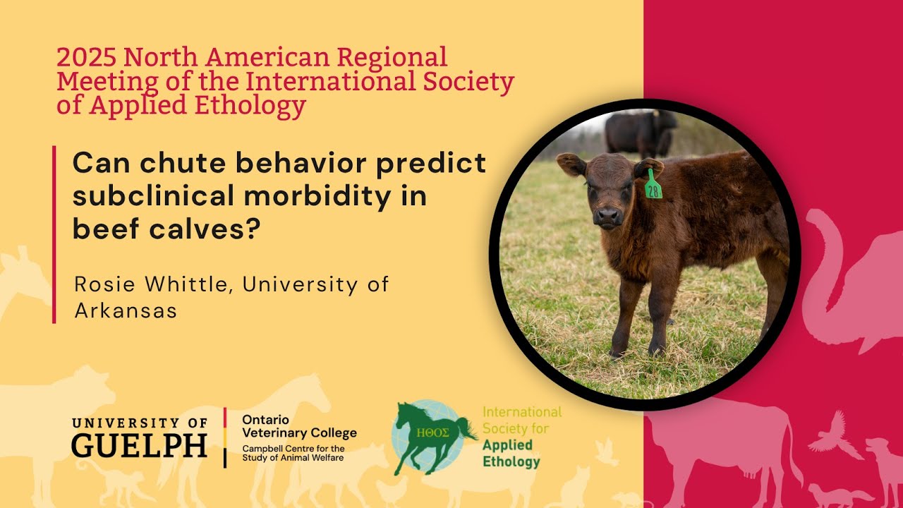 Can chute behavior predict subclinical morbidity in beef calves?