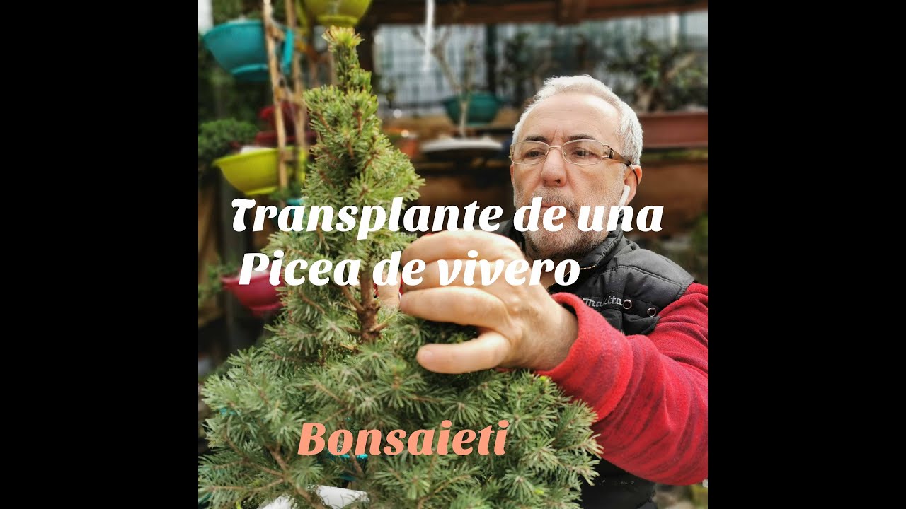 Transplante de una Picea